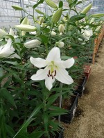 [5617 VH47 No01.JPG]